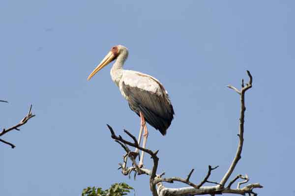 106 - Tanzania - Ciguenya - parque nacional lago Manyara